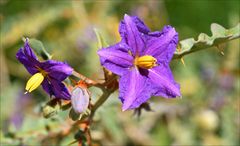 solanum pyracanthum