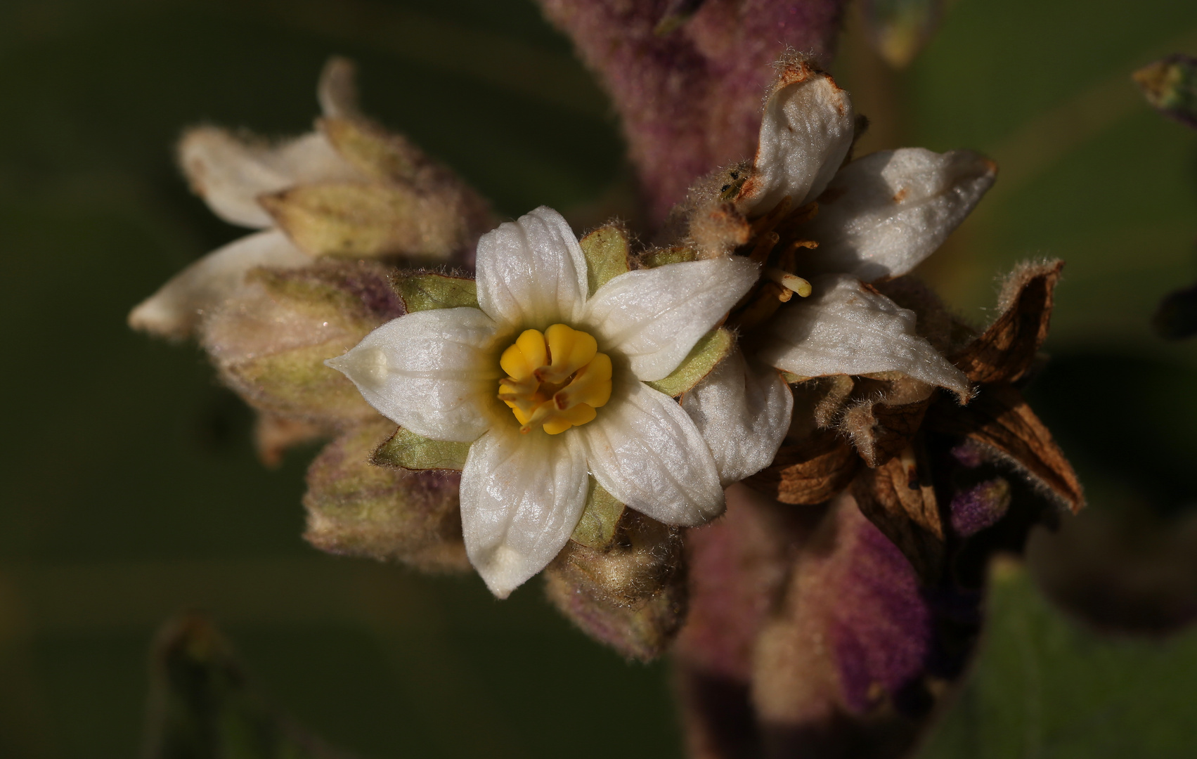 Solanum quitoense