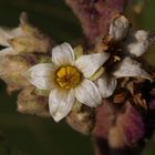 Solanum quitoense