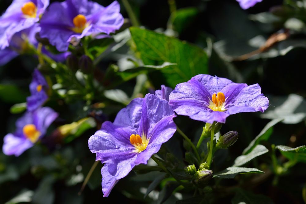 Solanum rantonetii