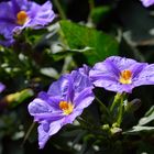 Solanum rantonetii