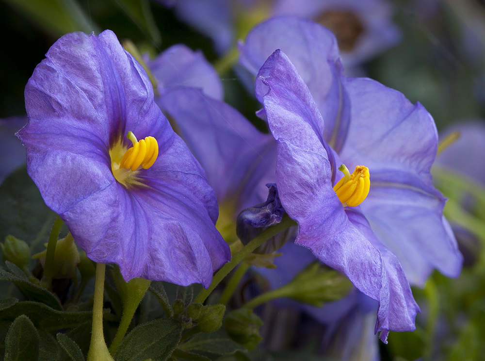 Solanum rantonetti