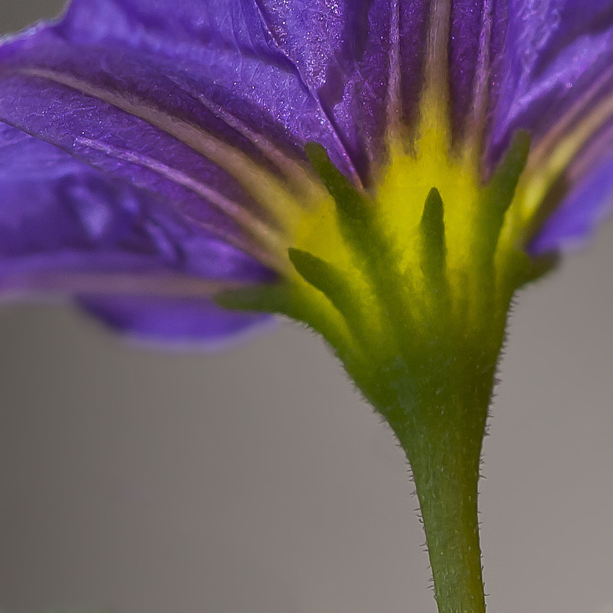 Solanum Rantonetti Detailstrudie