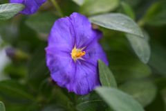 Solanum Rantonetti