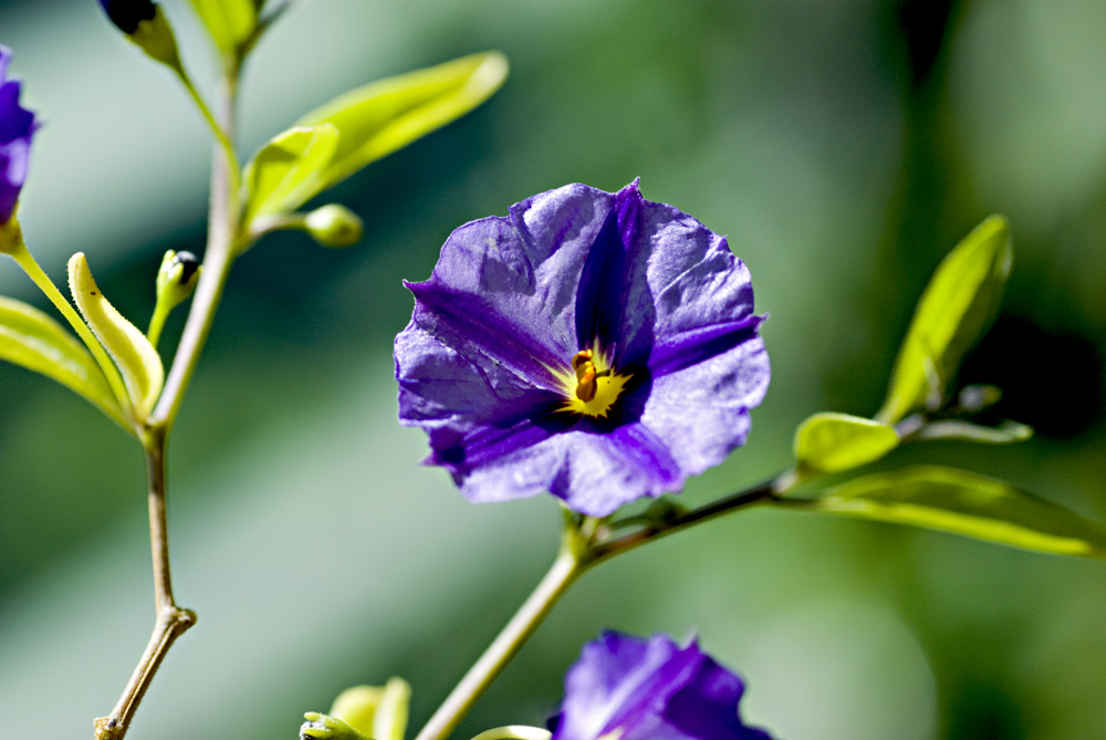 Solanum rantonnetii