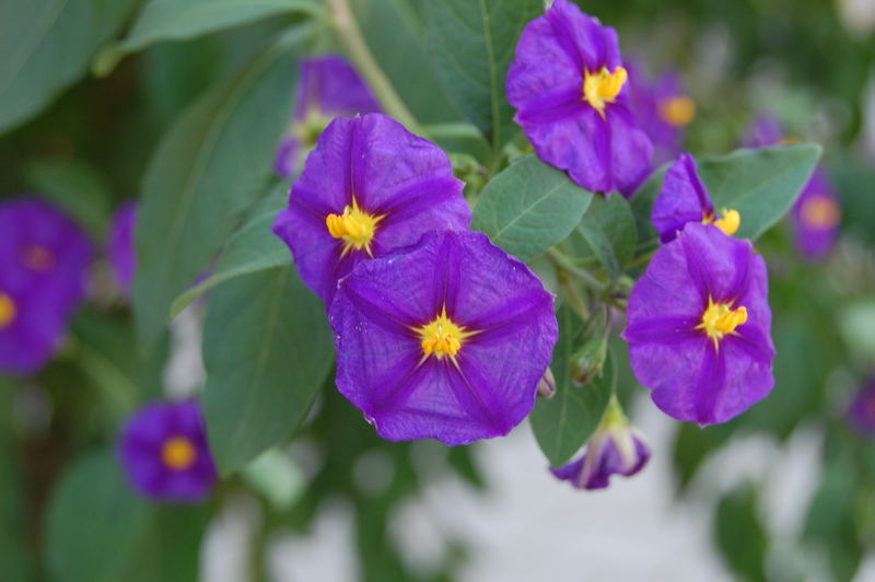 Solanum rantonnetii