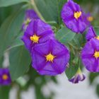 Solanum rantonnetii