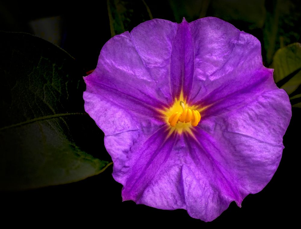 Solanum rantonnetii