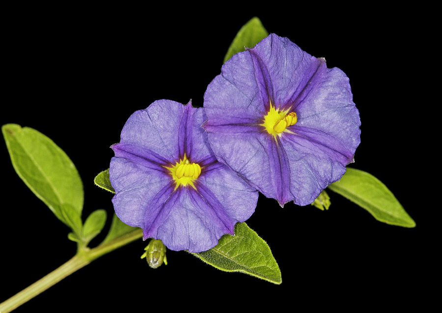 Solanum rantonnetii - Blauer Kartoffelbaum