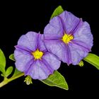 Solanum rantonnetii - Blauer Kartoffelbaum