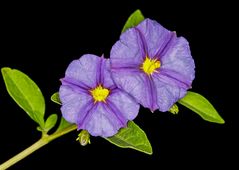 Solanum rantonnetii - Blauer Kartoffelbaum