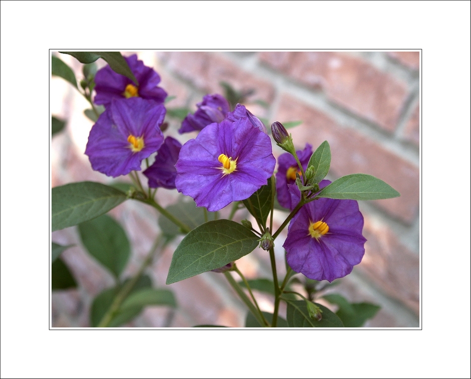 Solanum rantonnetii / Enzianstrauch