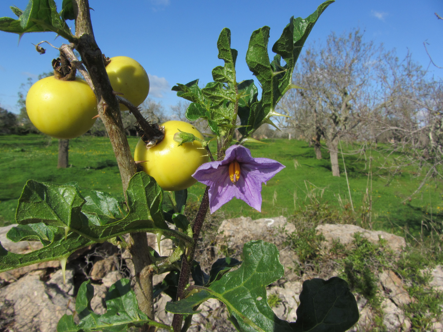 Solanum sodomaeum