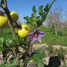 Solanum sodomaeum