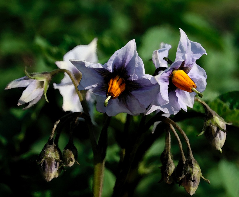 solanum tuberosum "blue congo" [kartoffel "blauer schwede"]