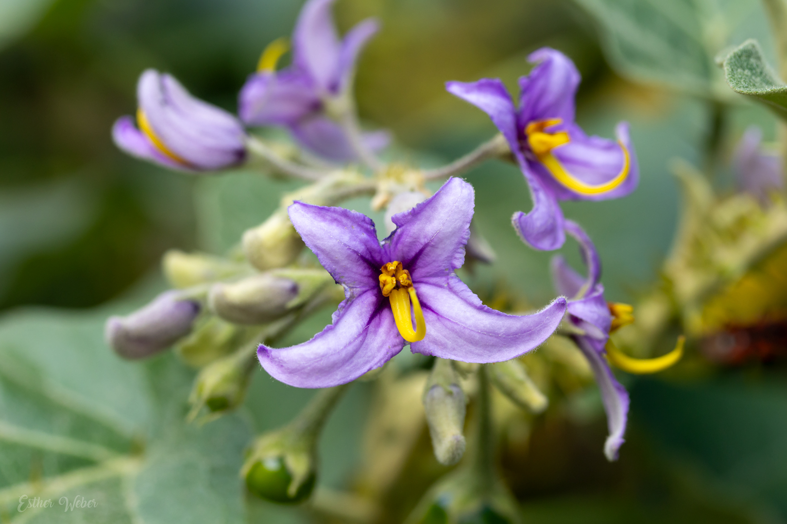 Solanum vespertilio