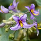 Solanum vespertilio