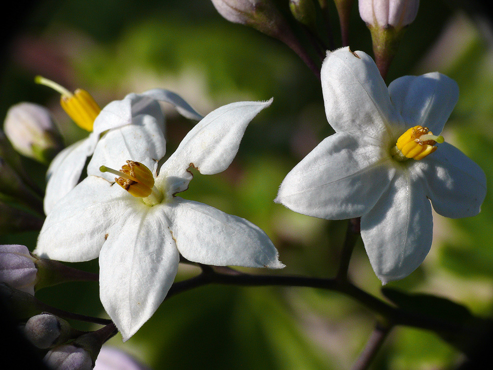 Solanum weiss