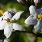 Solanum weiss