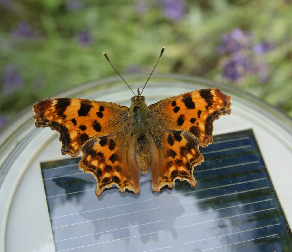 solar der natur zu liebe