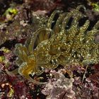 Solar powered sea slug