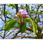 Solarbergblüten