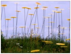 Solarleuchten in der Blumenwiese