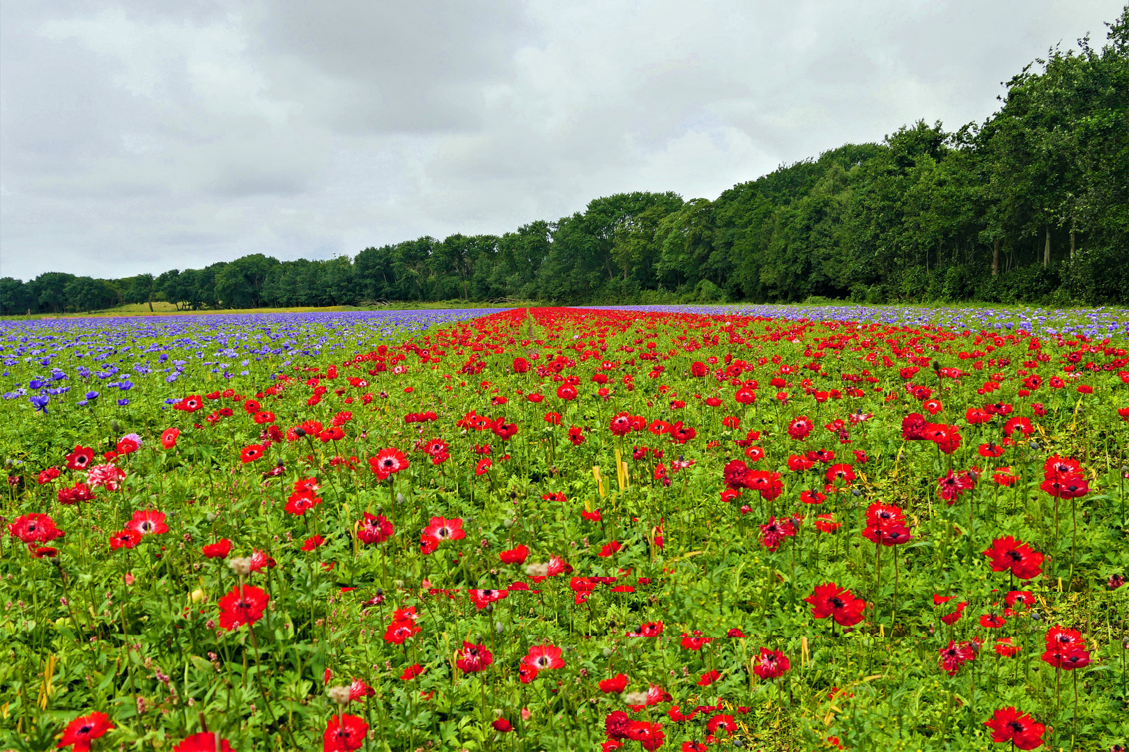 - solche Felder kenn' ich nur von Holland ...