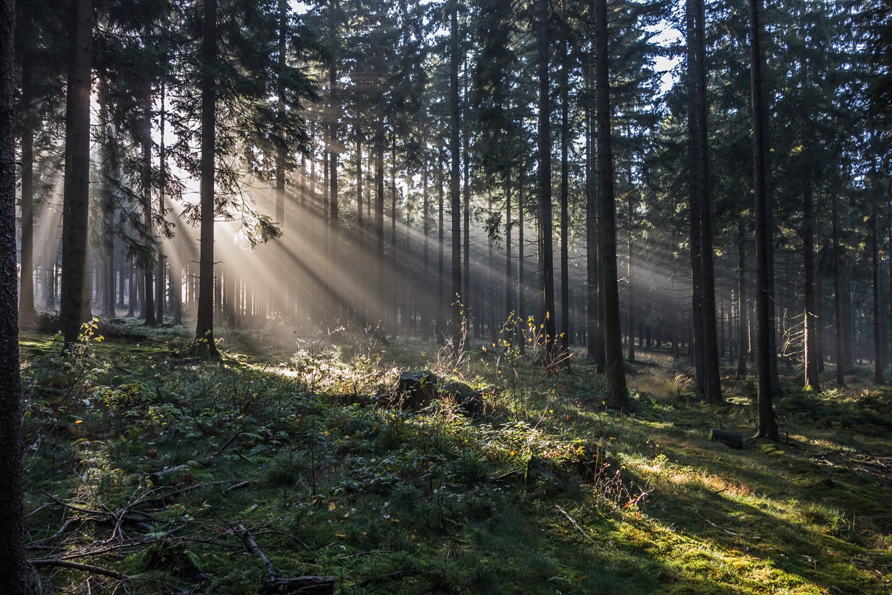 Solche Lichtstimmungen im Fichtenwald ...