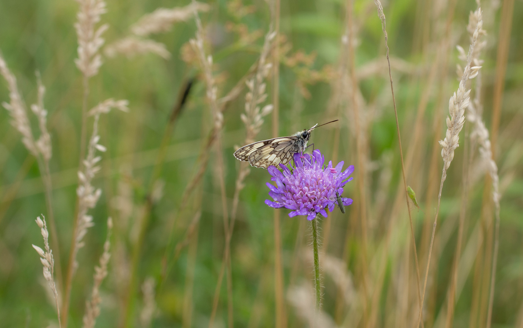 Solche Vielfalt auf einer einzigen Wiese