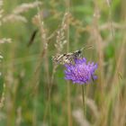 Solche Vielfalt auf einer einzigen Wiese