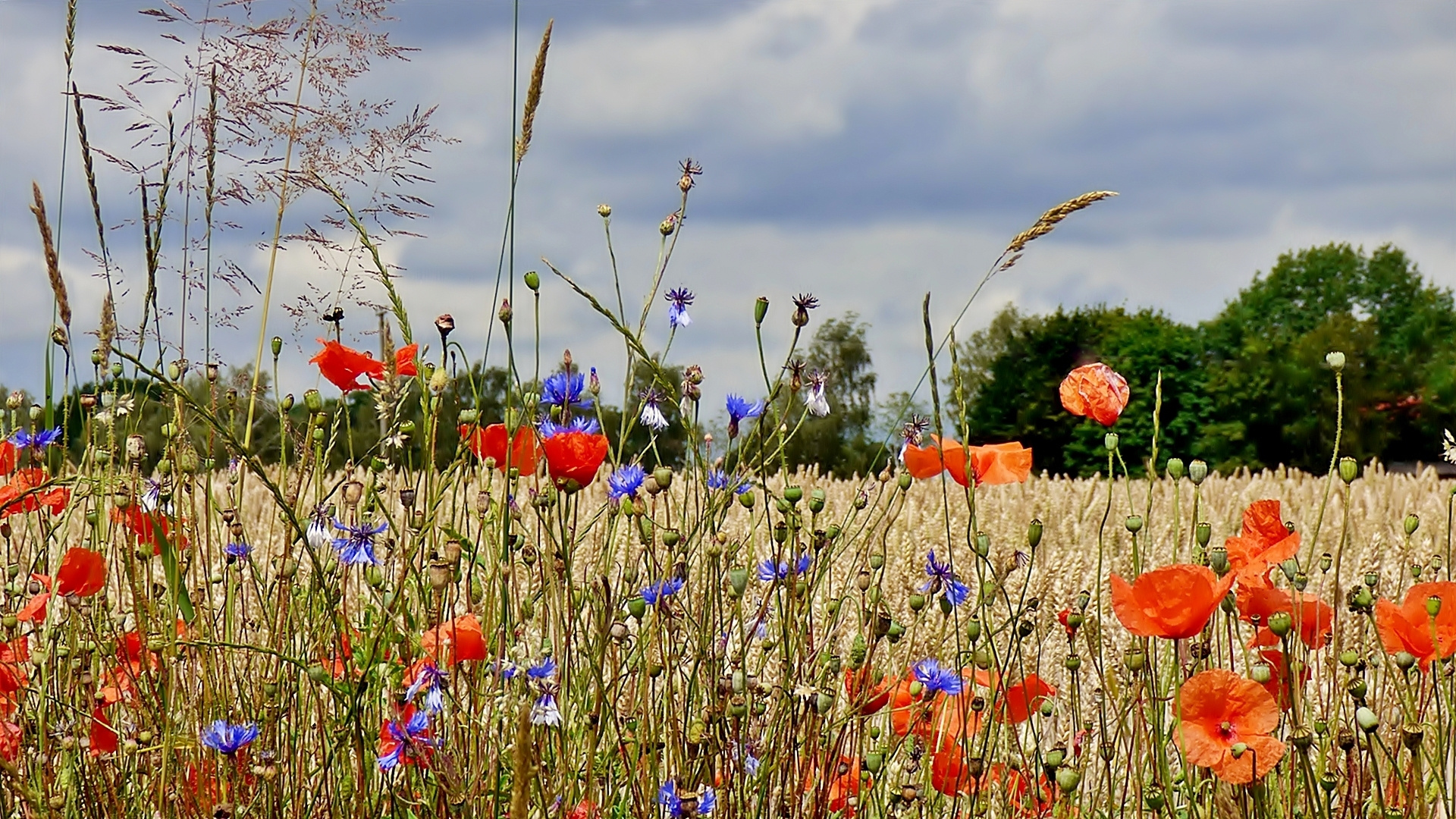 Solche Wildblumenstreifen . . .