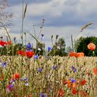 Solche Wildblumenstreifen . . .