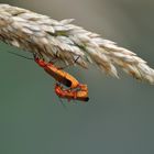 Soldadito rojo II (Rhagonycha fulva)