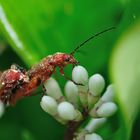 Soldadito rojo (Rhagonycha fulva)