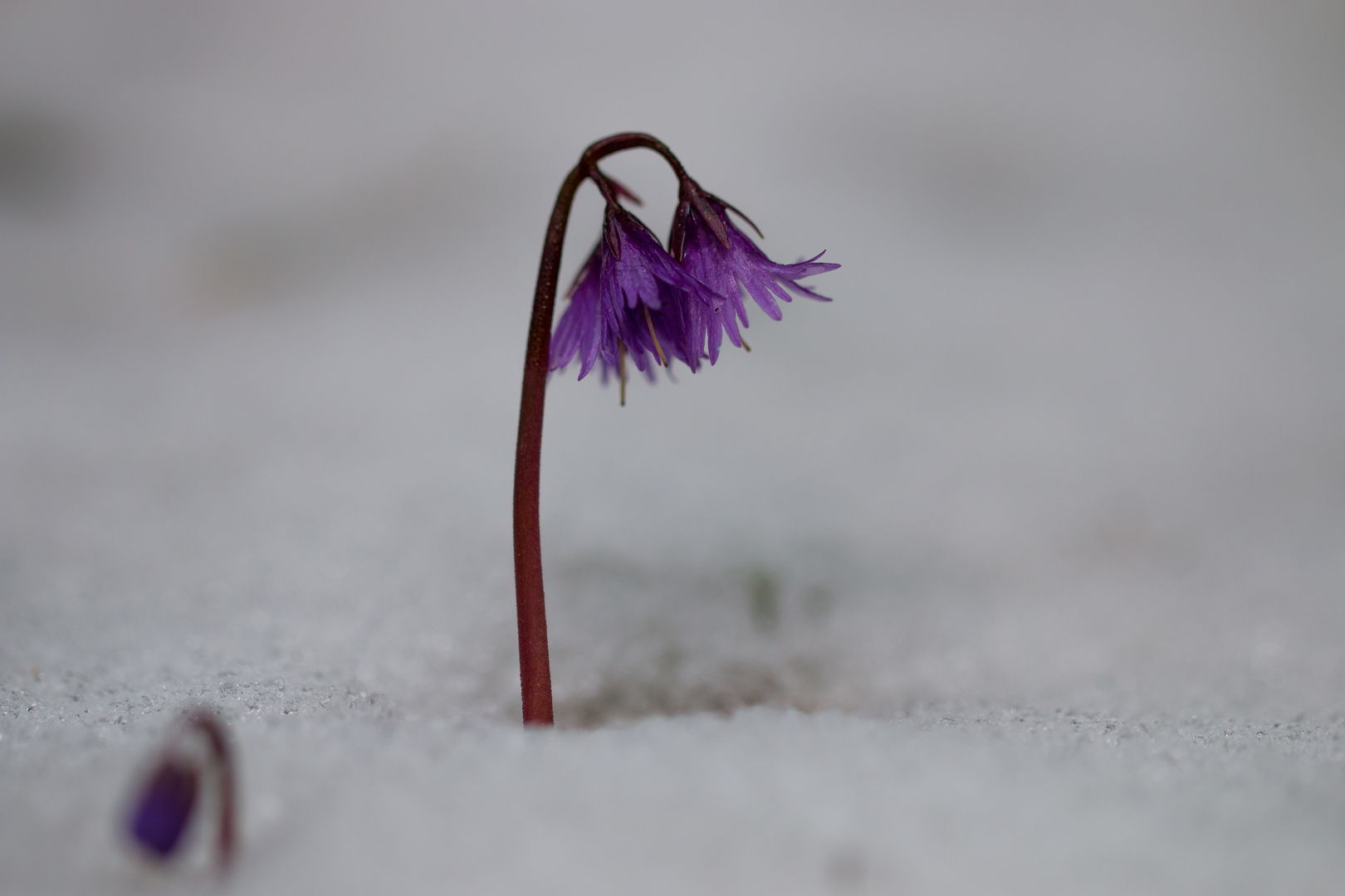 Soldanella