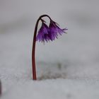 Soldanella