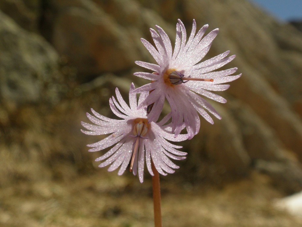 soldanella