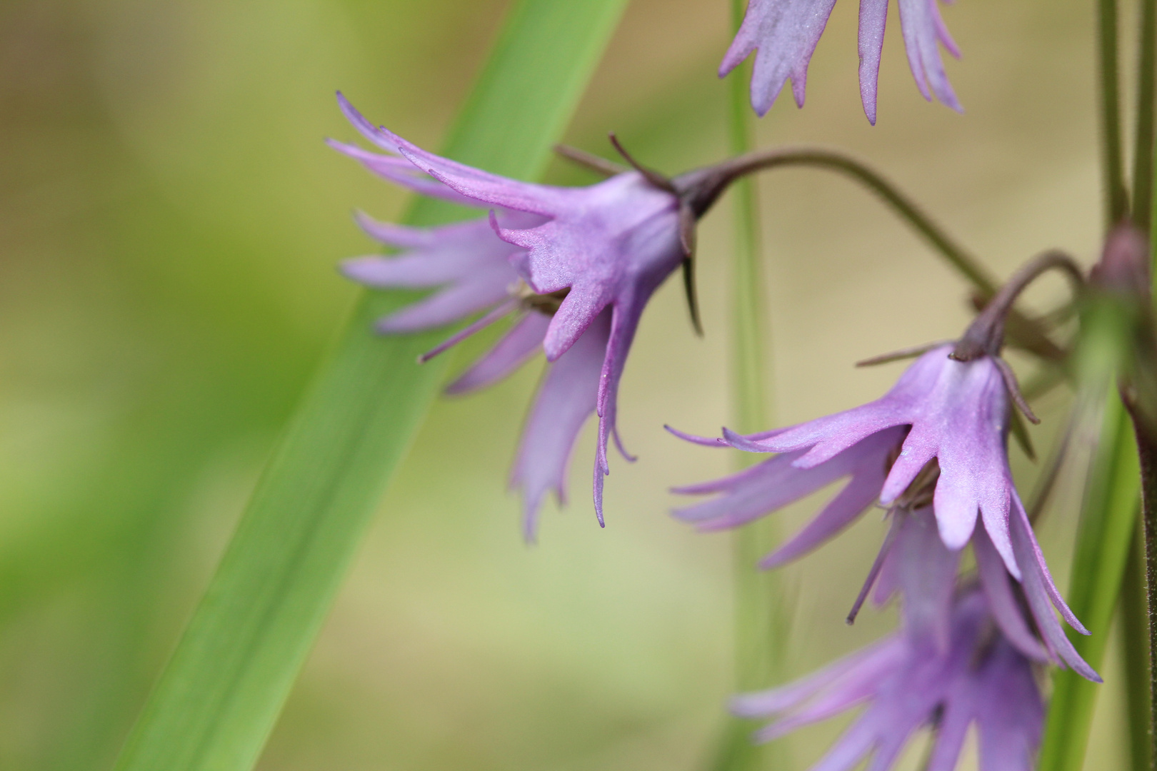 Soldanella