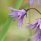 Soldanella