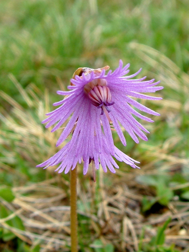 soldanella