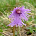 soldanella