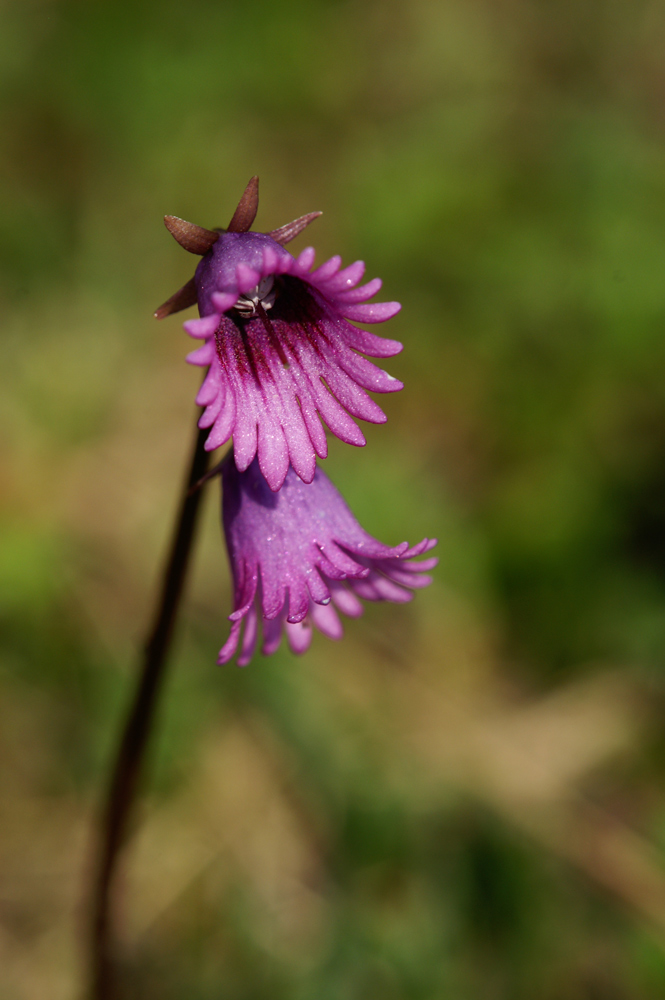 Soldanella