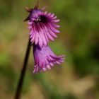 Soldanella