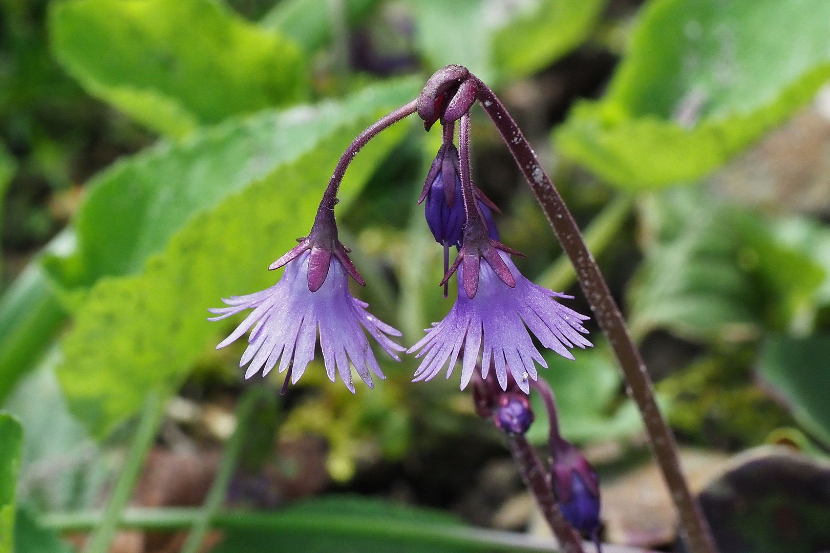 Soldanella - Alpenglöckchen