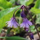 Soldanella - Alpenglöckchen