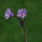 Soldanella - Alpenglöckchen