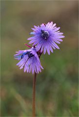 Soldanella alpina