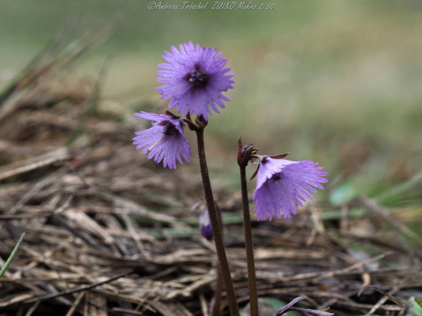 Soldanella alpina