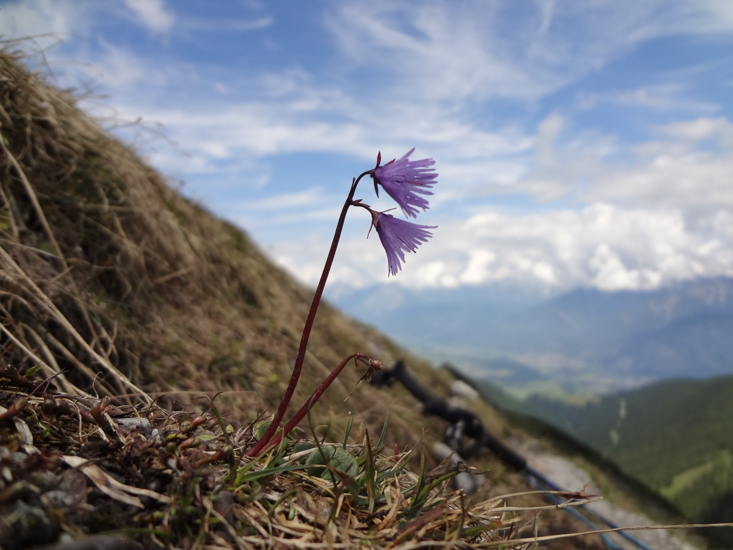 Soldanella alpina